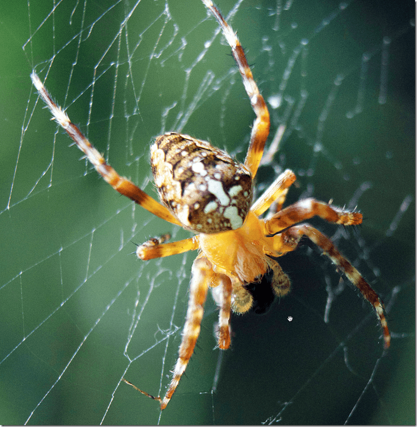 Voila_Capture150 Voila_Capture150