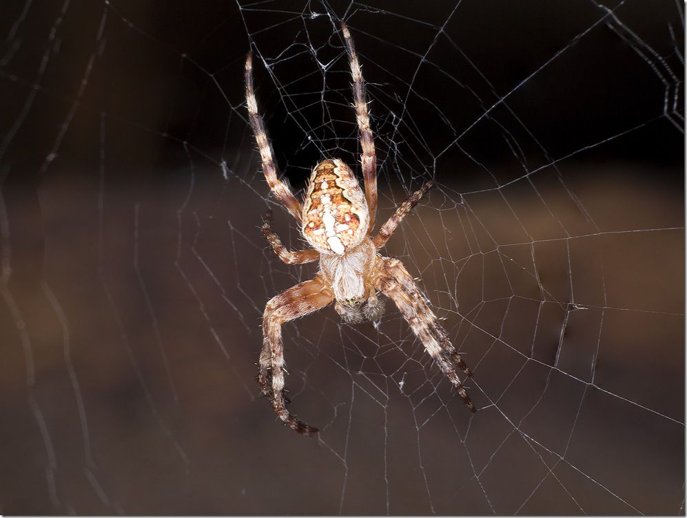 araignée cabane devant