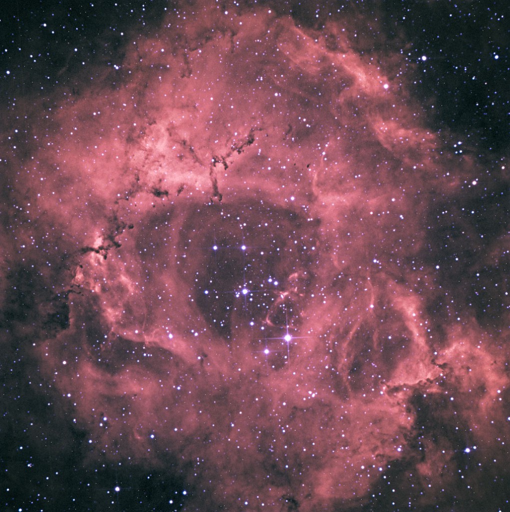 rosette
